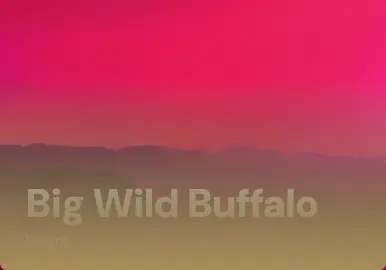 Big Wild Buffalo